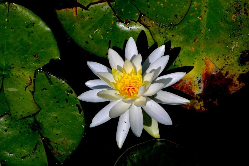 a white and yellow water lily in a pond