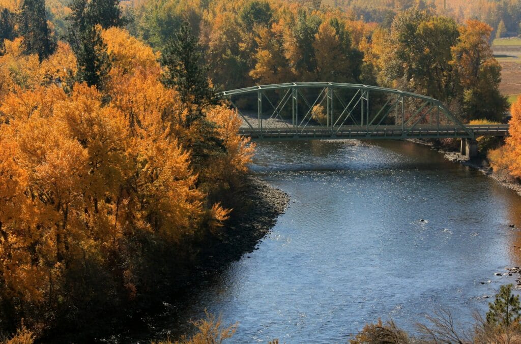 a bridge over a river surrounded by trees