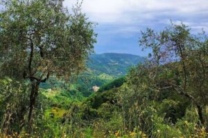 Lush green valley framed by trees and hills