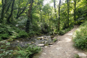 Forest trail beside rocky stream under sunlight