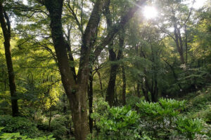 Sunlight filtering through lush green forest trees