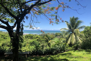 Tropical coastline with palm trees and blue ocean