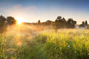Sunrise over misty grassy meadow with trees