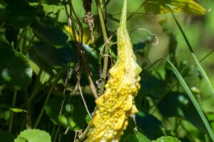 Ripe yellow bitter melon hanging on vine