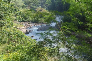 Lush forest river flowing over rocks