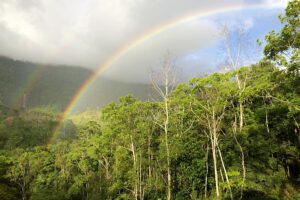 Rainbow over lush green forest and misty hills