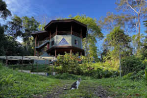 Octagonal house surrounded by lush forest with cat