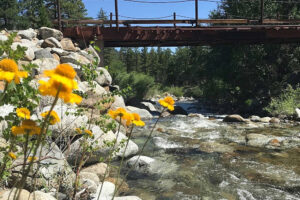 Yellow wildflowers by rocky river under wooden bridge