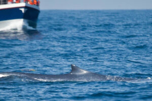 Whale surfacing near boat in open ocean