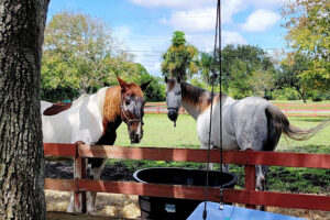 Two horses standing by wooden fence in pasture