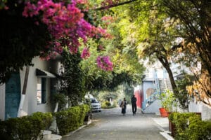 Tree-lined residential walkway with blooming pink flowers