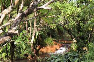 Lush forest with small waterfall and stream