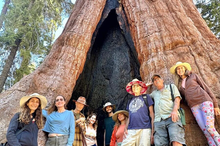 Group inside giant sequoia tree trunk