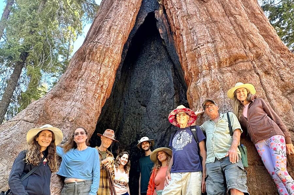 Group inside giant sequoia tree trunk