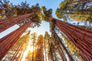 Looking up at towering redwood trees