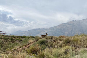 Wild goat standing on grassy hillside with mountains