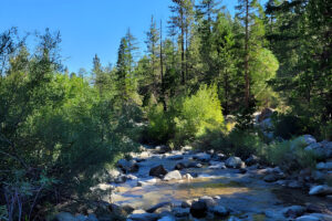 Sunlit forest stream with rocks and trees