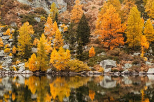 Golden autumn trees reflected in calm mountain lake