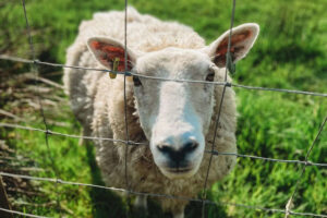 Sheep standing behind wire fence in pasture