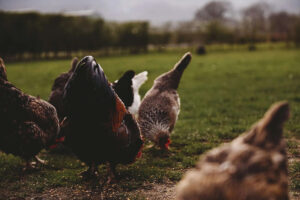 Chickens pecking grass in a sunny field