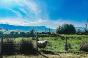 Sheep by fence in green mountain pasture