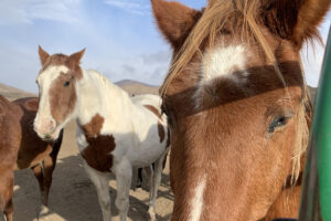 Close-up of brown horse with others behind