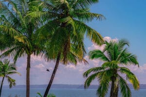 Palm trees overlooking blue ocean and sky
