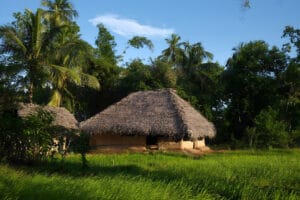Thatched-roof hut surrounded by tropical palm trees
